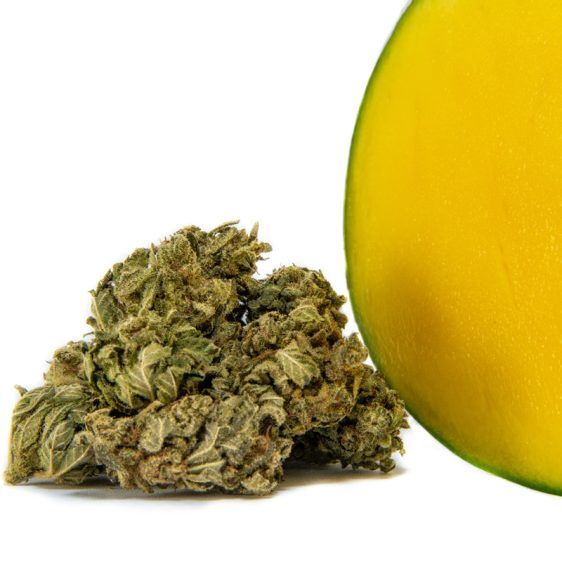 Mango-Kush-Fleur-CBD