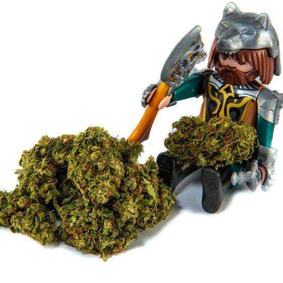 Northern-Lights-Fleur-CBD
