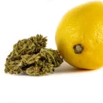 Super Lemon Haze - Fleur de CBD 1