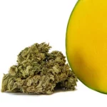 Mango Kush - Fleur de CBD Mango-kush-fleur-de-cbd 1