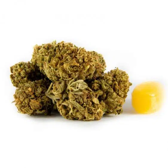 B002-000V-0.jpg Fleurs CBD Amnesia Haze Amnesia Haze fleurs CBD CBD-amnesia-haze 1 1
