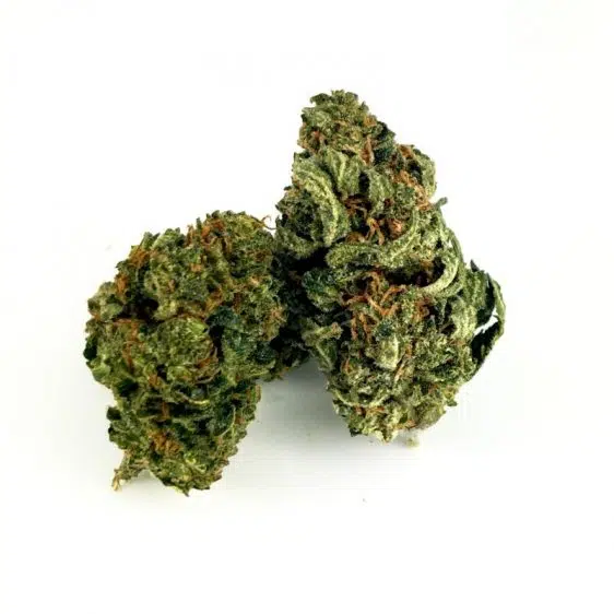B096-000V-0.jpg 15% HIGH CBG Fleurs White Widow 15% HIGH CBG Fleurs White Widow CBG-white-widow 1 1